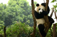 Visite privée de Chengdu et de la réserve de pandas