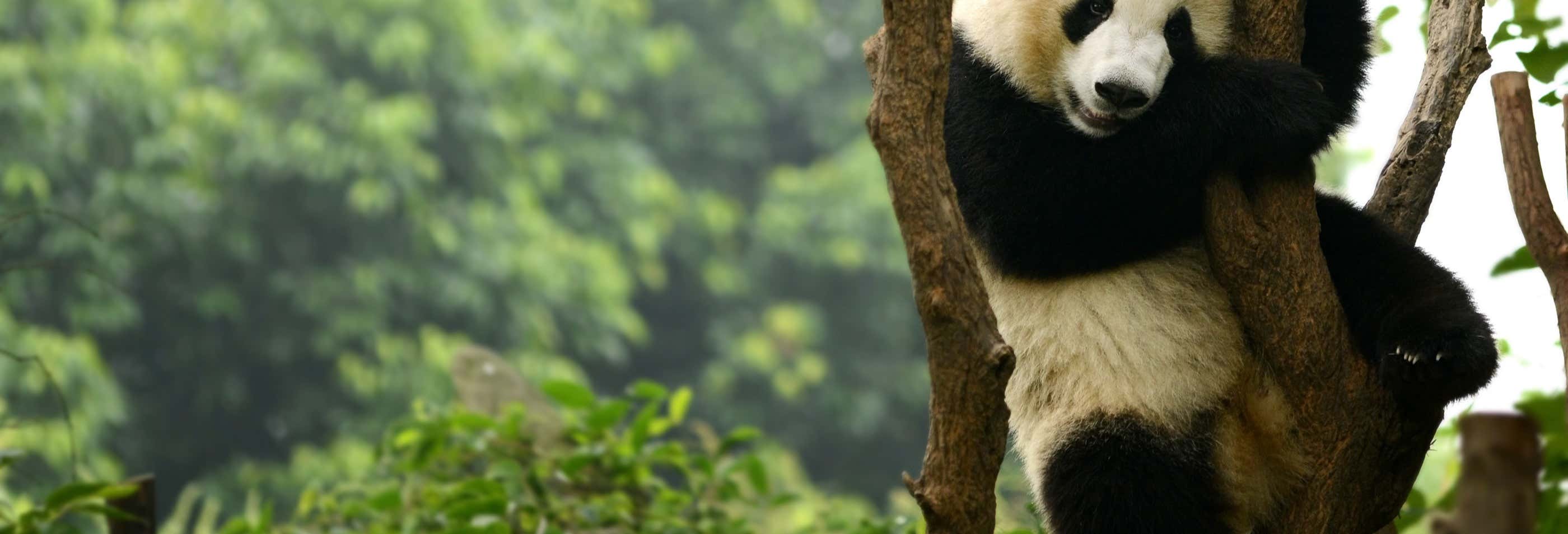 Tour privado por Chengdú y la Reserva de Pandas