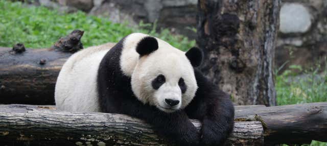 Voluntariado na reserva de pandas de Dujiangyan