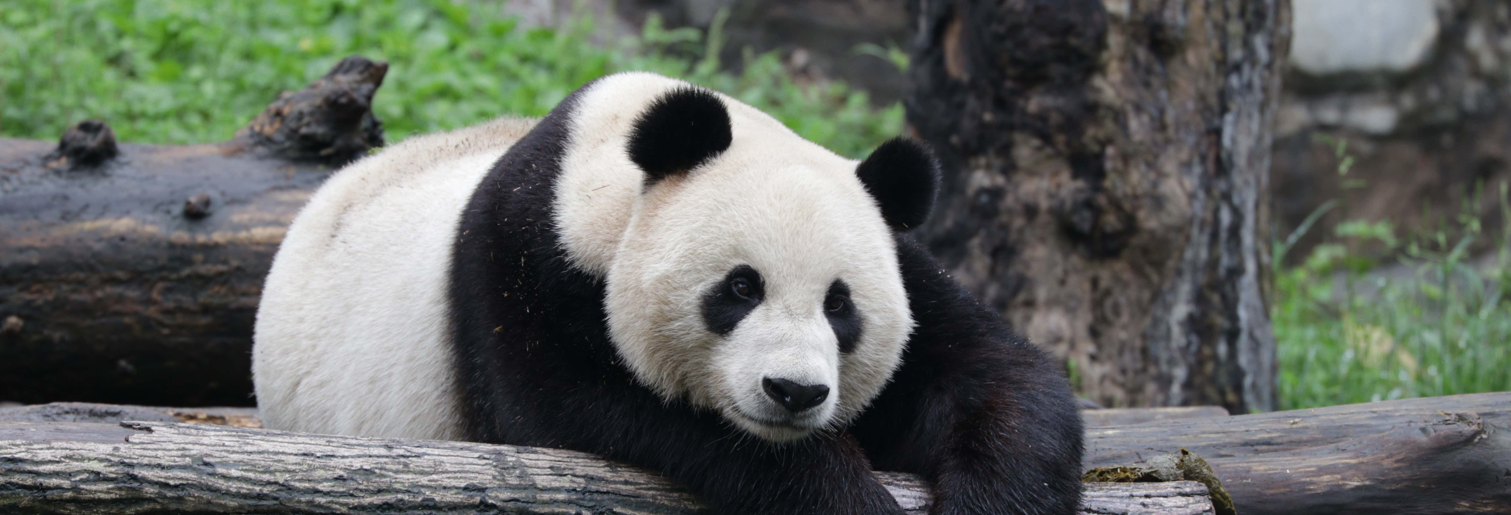Voluntariado en la reserva de pandas de Dujiangyan