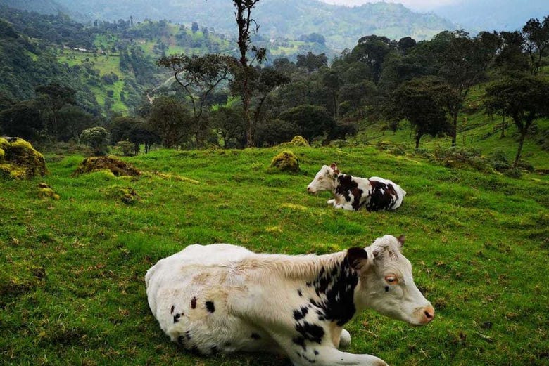 Vacas en la pradera verde