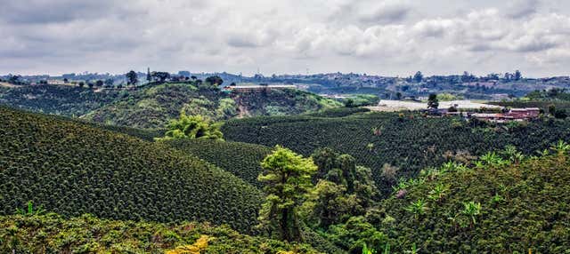 Tour por las plantaciones de café del Quindío
