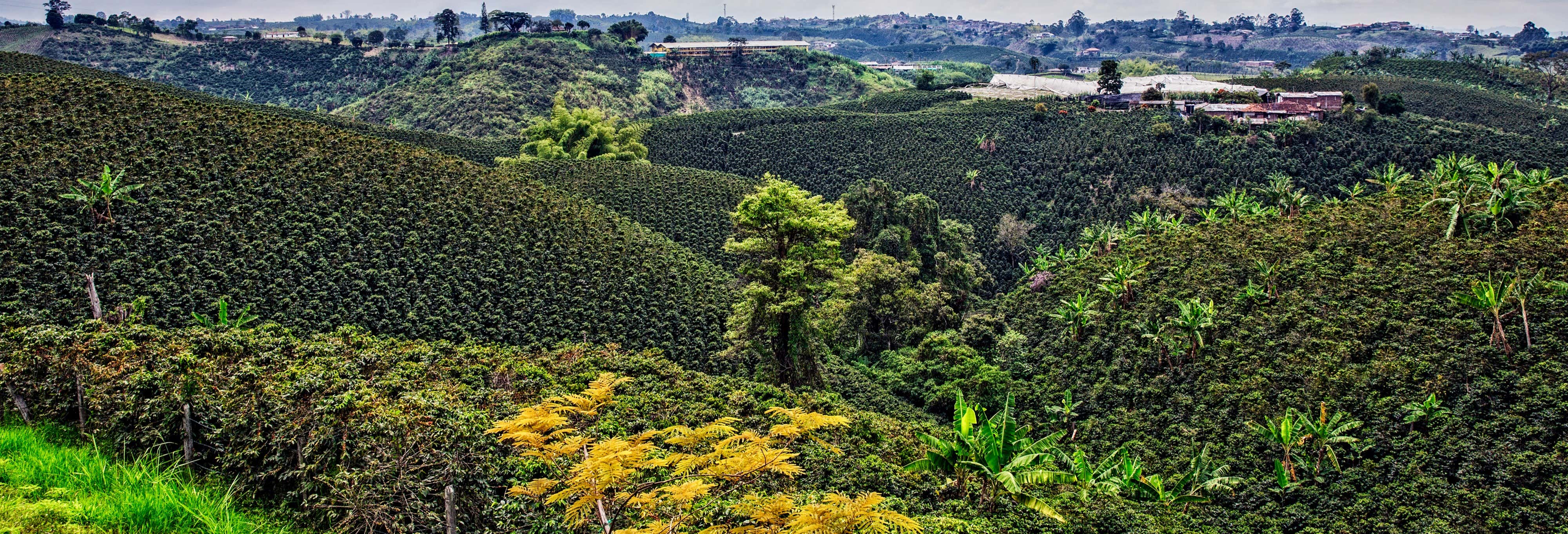 Tour por las plantaciones de café del Quindío desde Buenavista