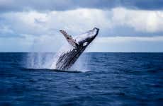 Whale Watching from Cali