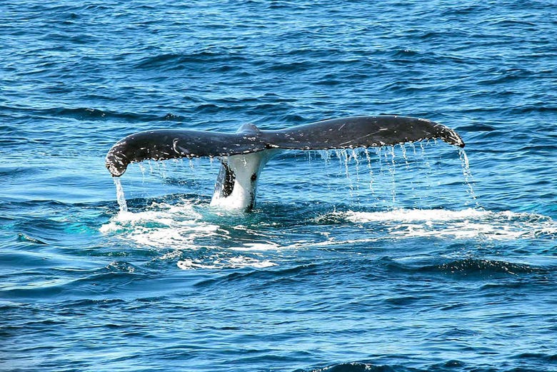 Observation de baleines à Malaga