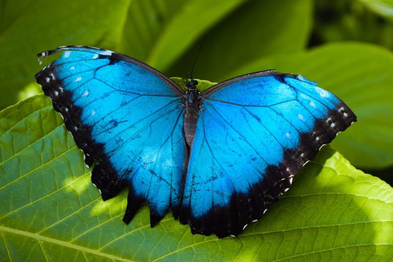 Papillon bleu à Andoke