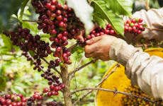 Coffee Farm Tour