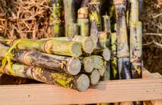 Tour por las haciendas de caña de azúcar del Valle del Cauca