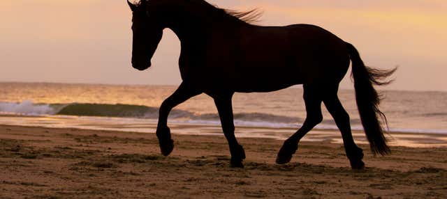 Paseo a caballo por la playa + Rancho tradicional