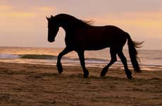 Paseo a caballo por la playa + Rancho tradicional