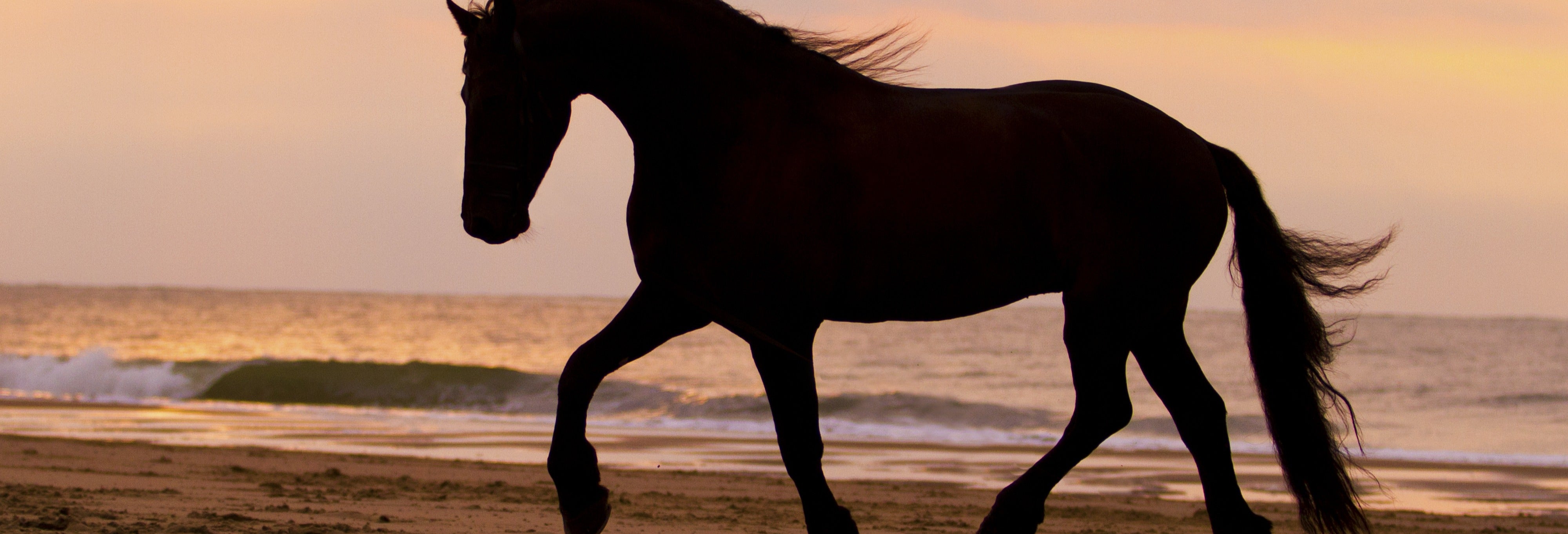Paseo a caballo por la playa + Rancho tradicional desde Cartagena de Indias