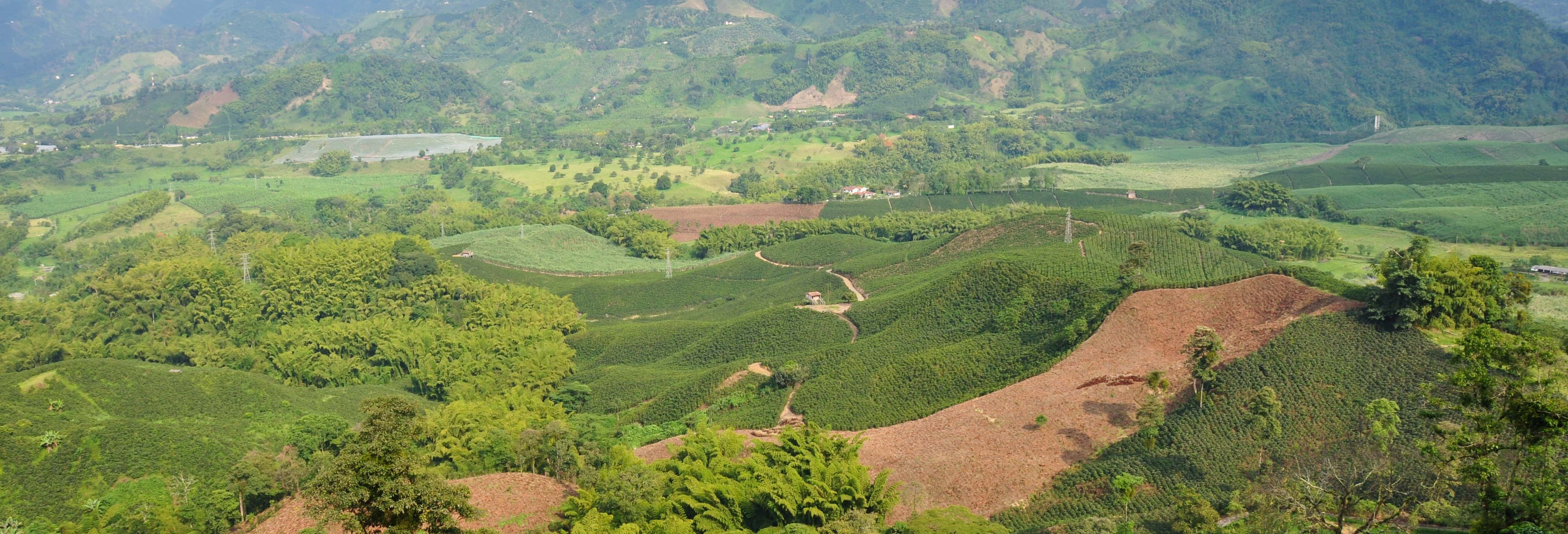 Vol en parapente au-dessus du Triangle du Café