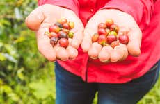 Visite d'une plantation de café à Guaduas