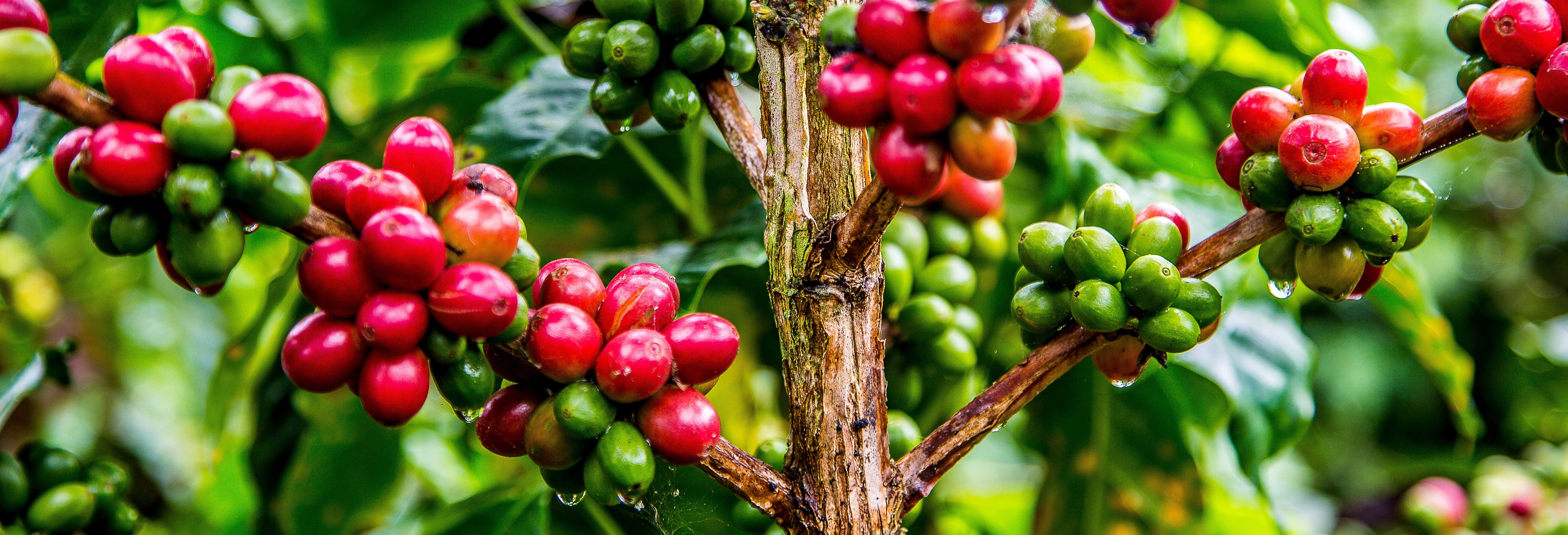 Tour del café por Guatapé