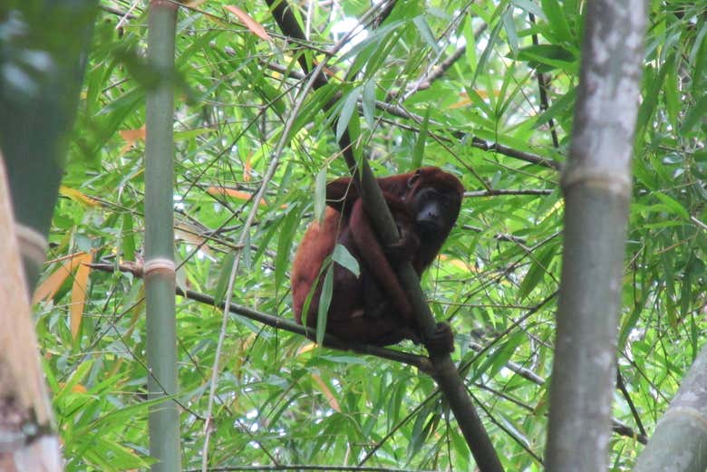 Fauna de la quebrada Tasajos - Fauna de la quebrada Tasajos