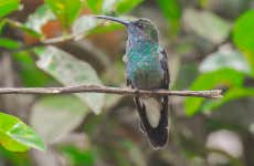 Avistamiento de aves en Ibagué