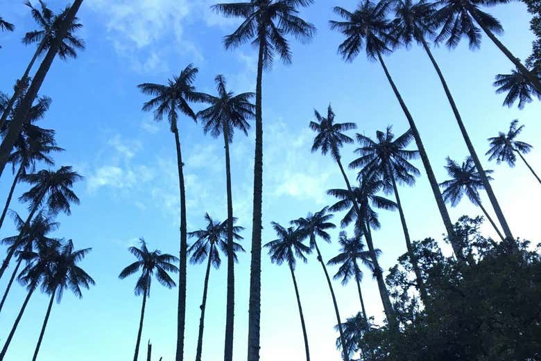Bosque de palmas de cera - Bosque de palmas de cera