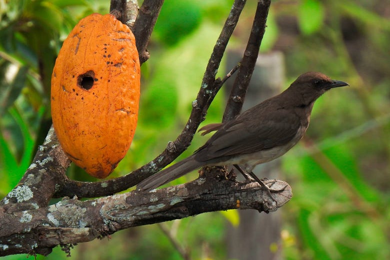 Observation d'oiseaux à Ibagué 