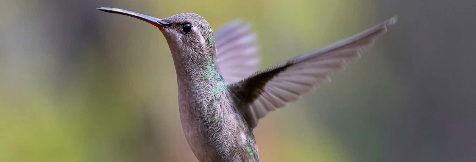 Tour de 4 dias por Ibagué com avistamento de aves