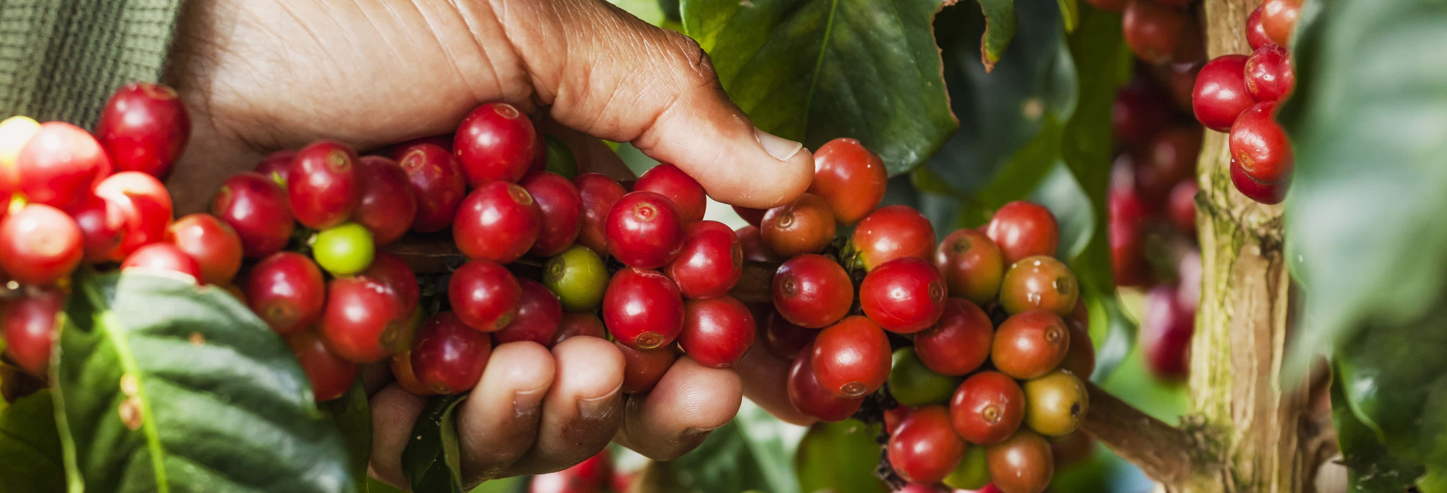 Tour del café por Jardín