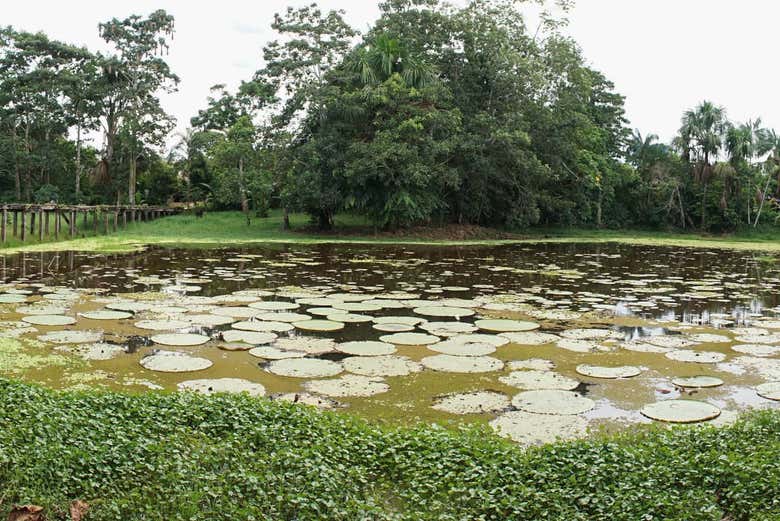 Landscapes around the Amacayacu River - Landscapes around the Amacayacu River