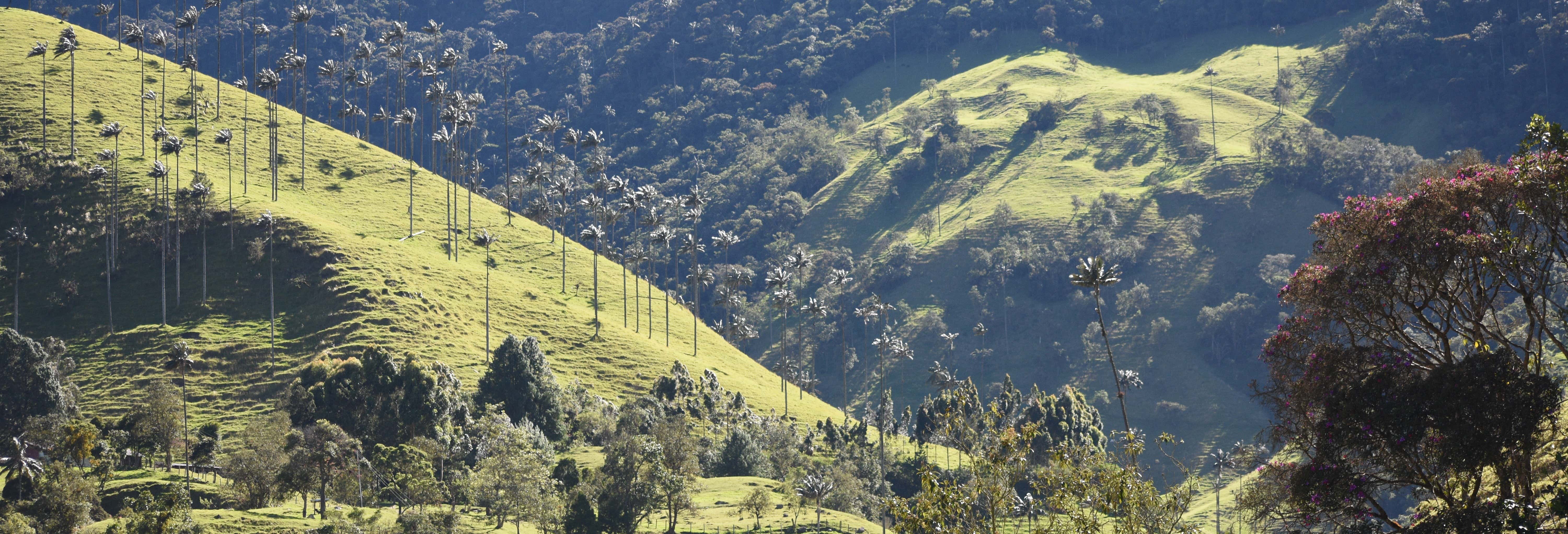 Excursión privada al valle de Cocora, Salento y Filandia desde Manizales
