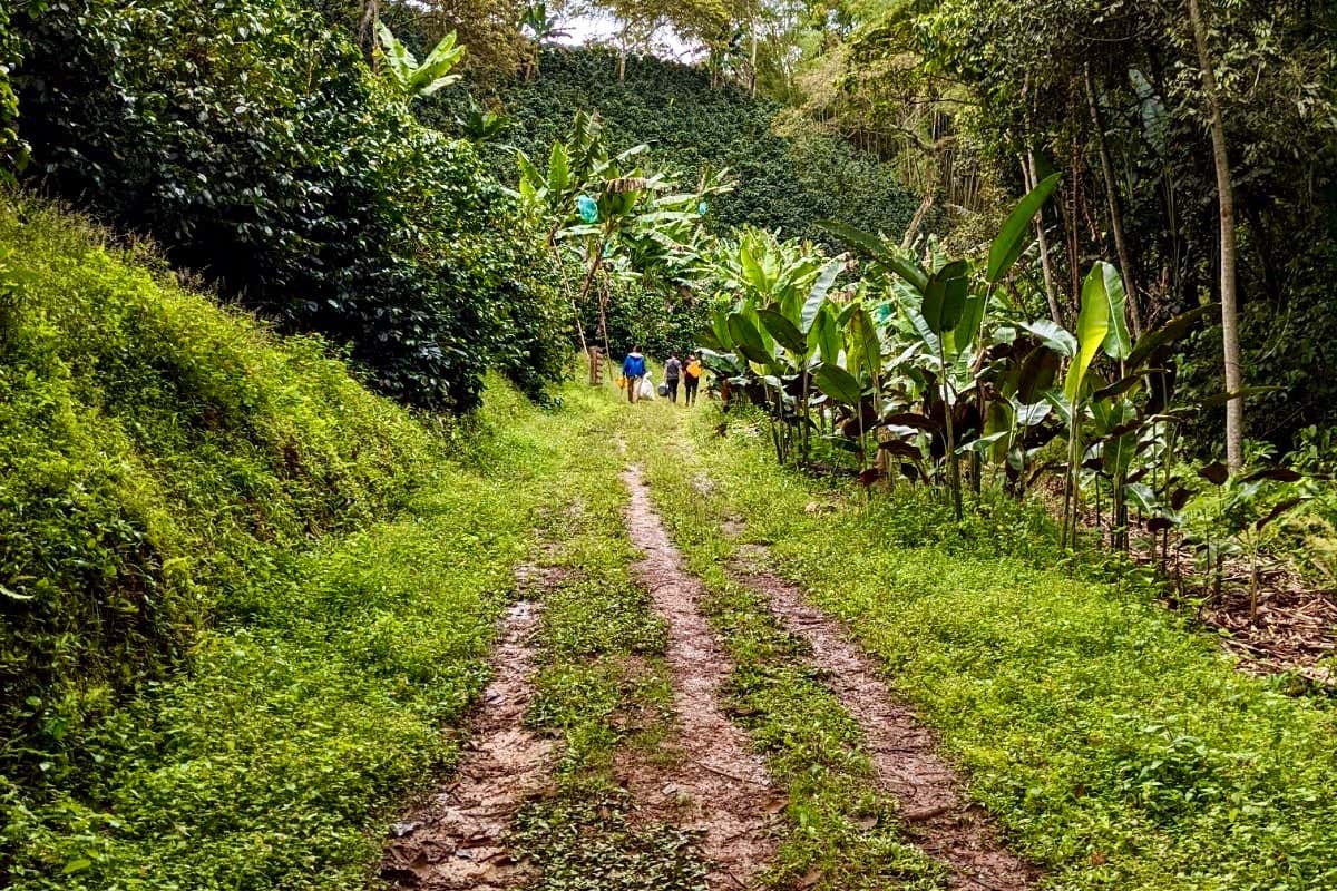 Excursión privada a la finca La Mina desde Manizales