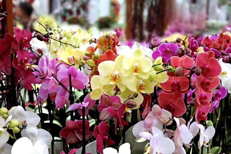 Invernadero de orquídeas