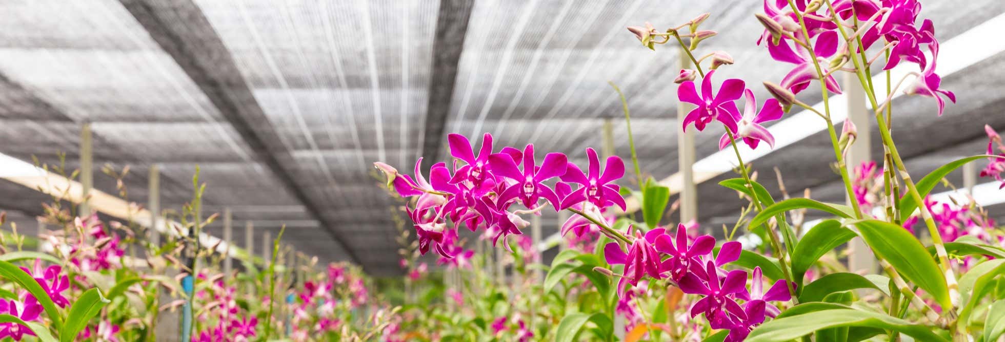 Tour de las orquídeas desde Manizales