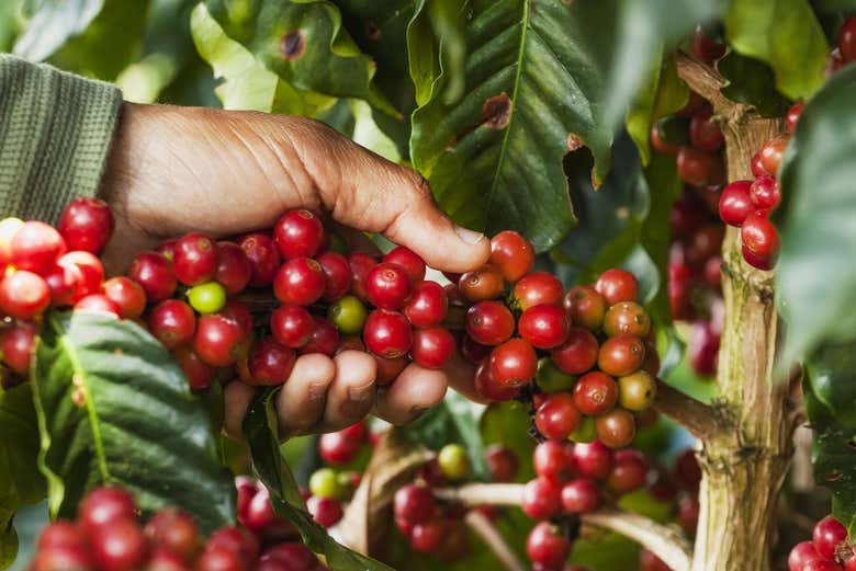 Tour a coffee farm - Tour a coffee farm
