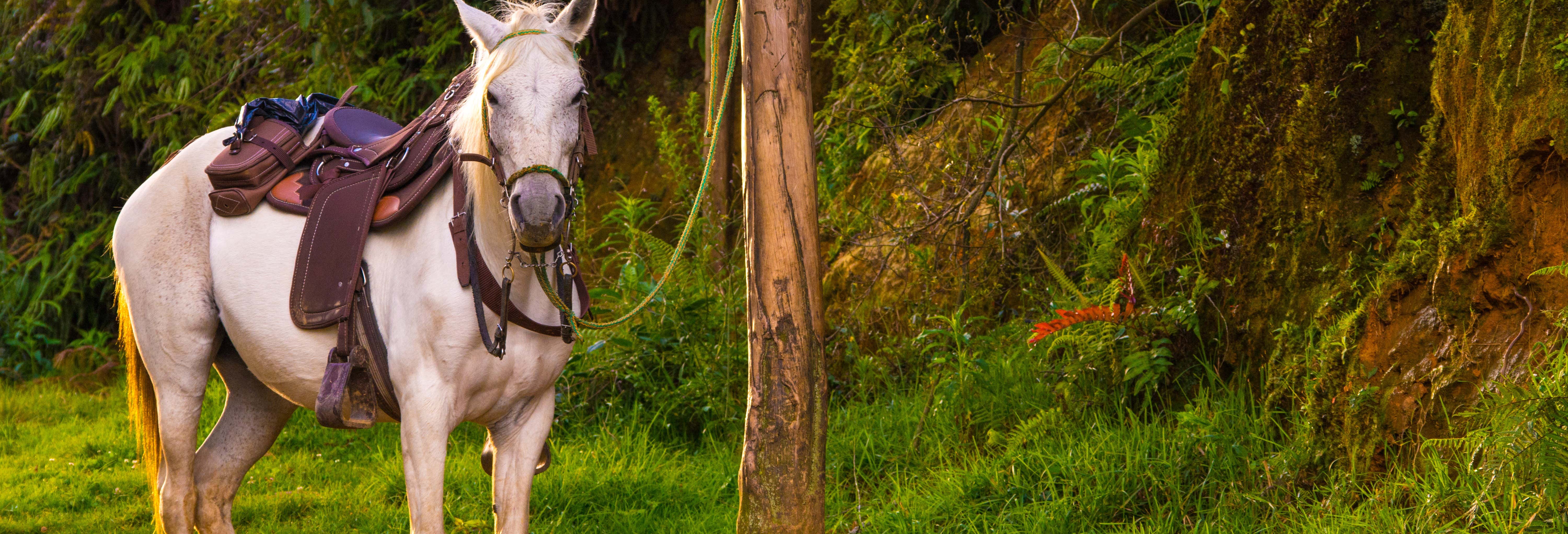 Paseo a caballo con música por las fondas de Caldas desde Medellín