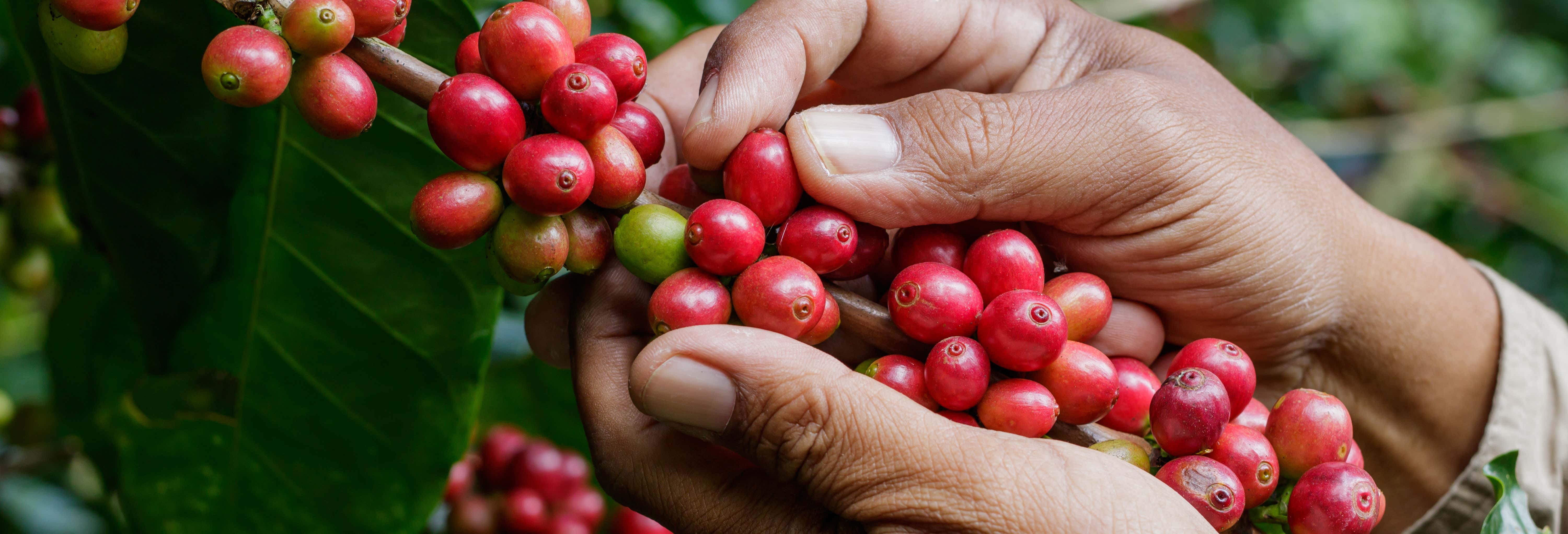 Tour del café por Antioquia