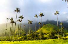Excursión a Salento y Valle de Cocora