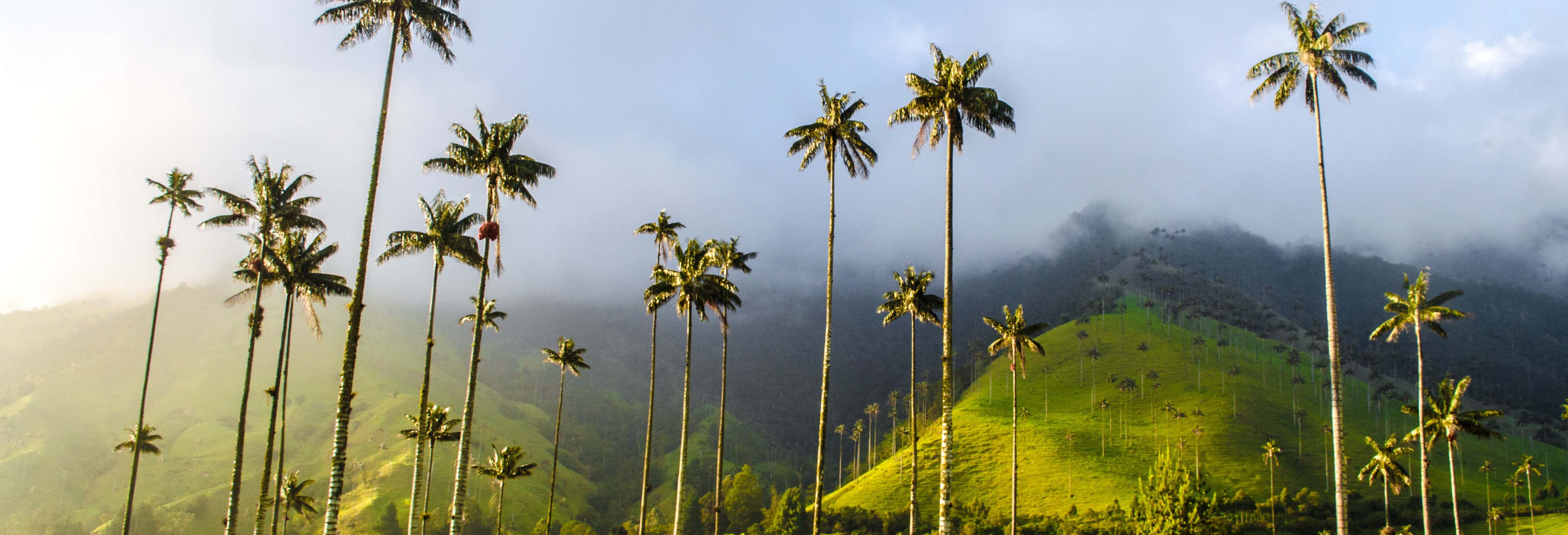 Excursión a Salento y Valle de Cocora