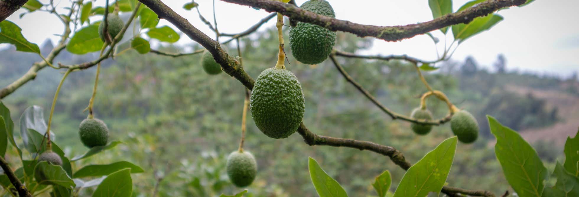 Tour del aguacate