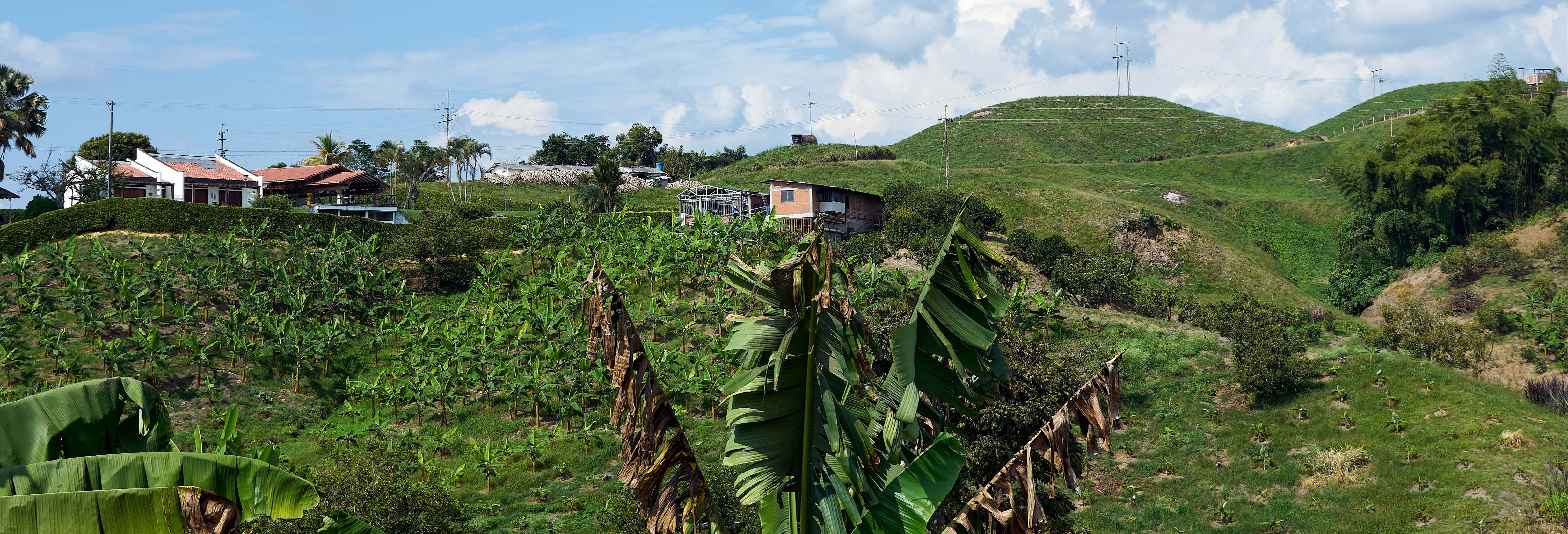Tour por Pereira + Visita a una finca de plátanos