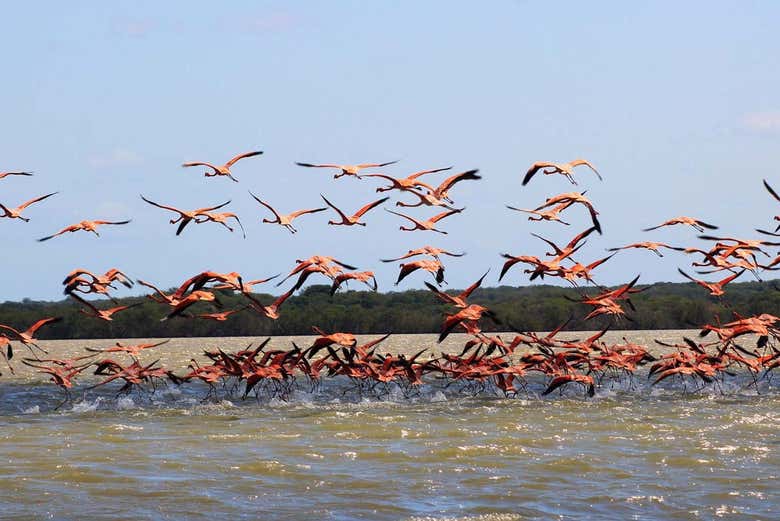 Santuario Los Flamencos - Santuario Los Flamencos