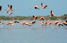 Excursión al santuario de fauna y flora Los Flamencos