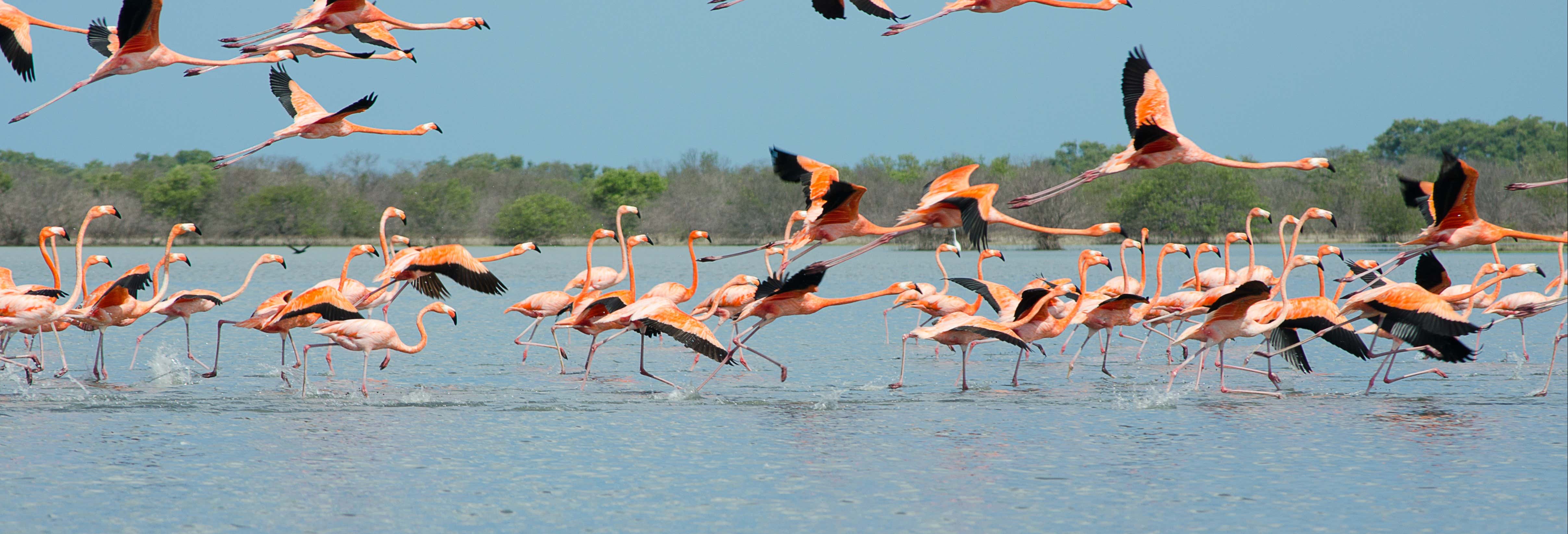 Excursión al santuario de fauna y flora Los Flamencos desde Riohacha