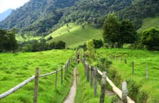 Trekking nella Valle del Cocora