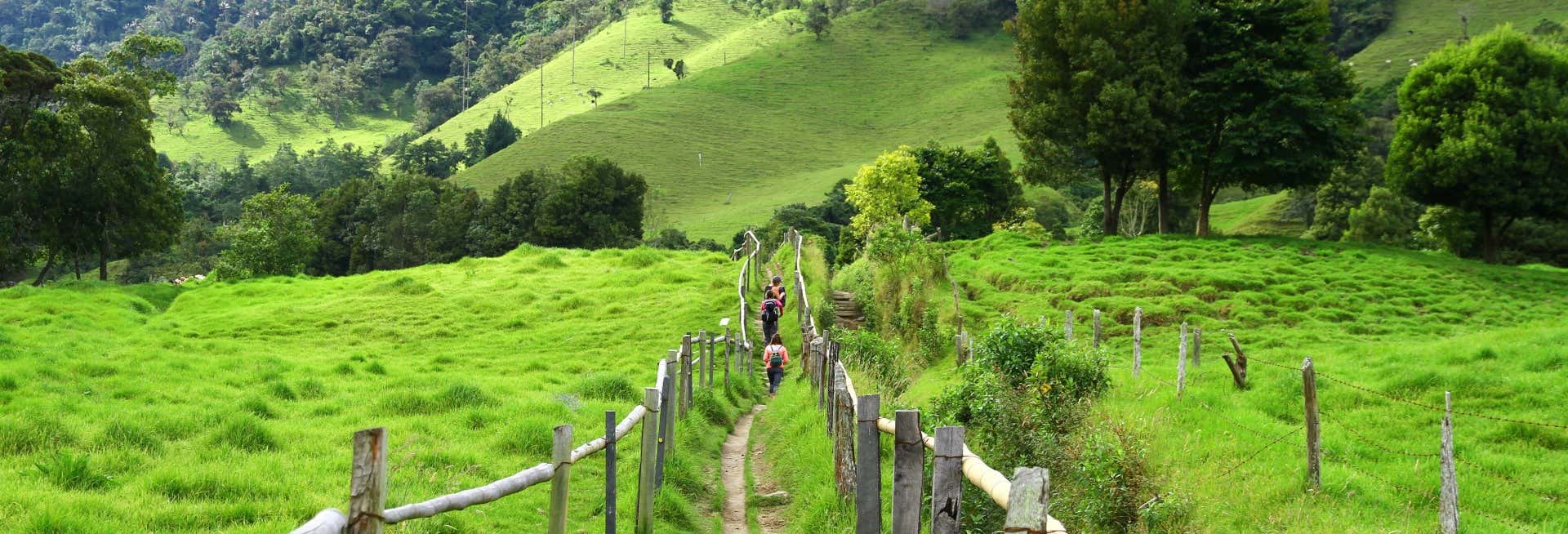 Senderismo por el valle de Cocora desde Salento