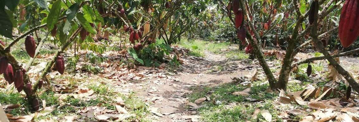 Tour del cacao por la finca El Diamante desde Salento