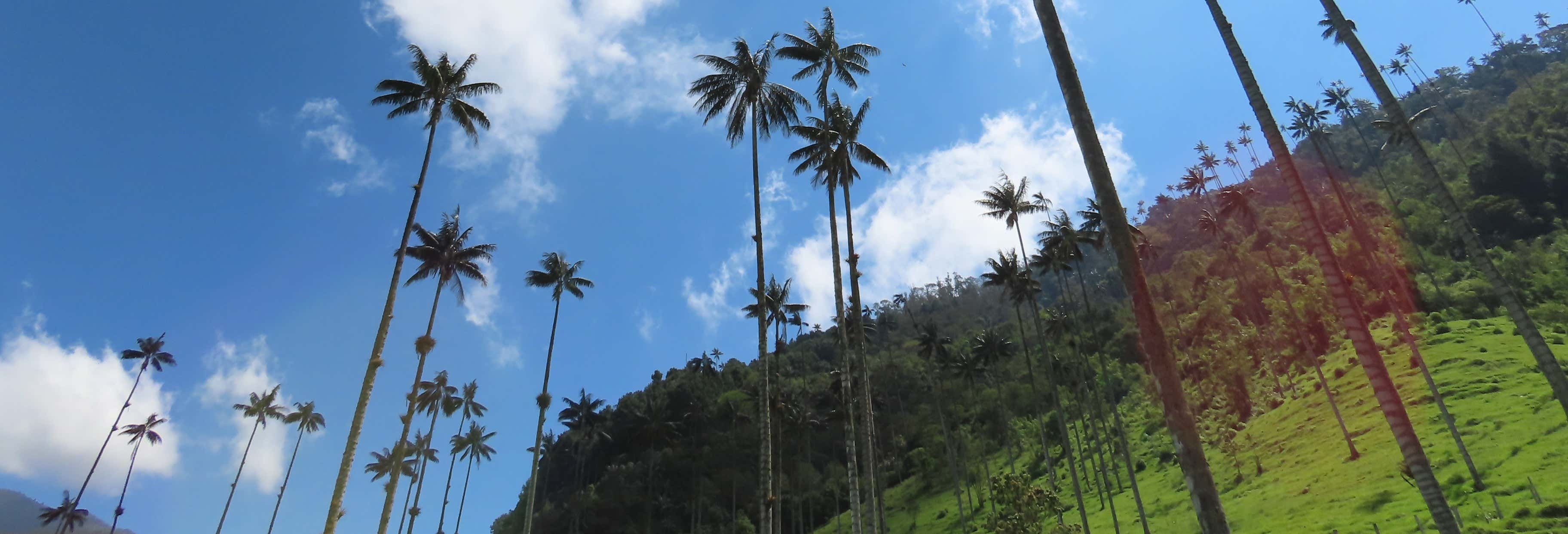 Tour por Salento y valle de Cocora desde Salento