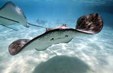 Avistamiento de mantarrayas en Cayo Acuario