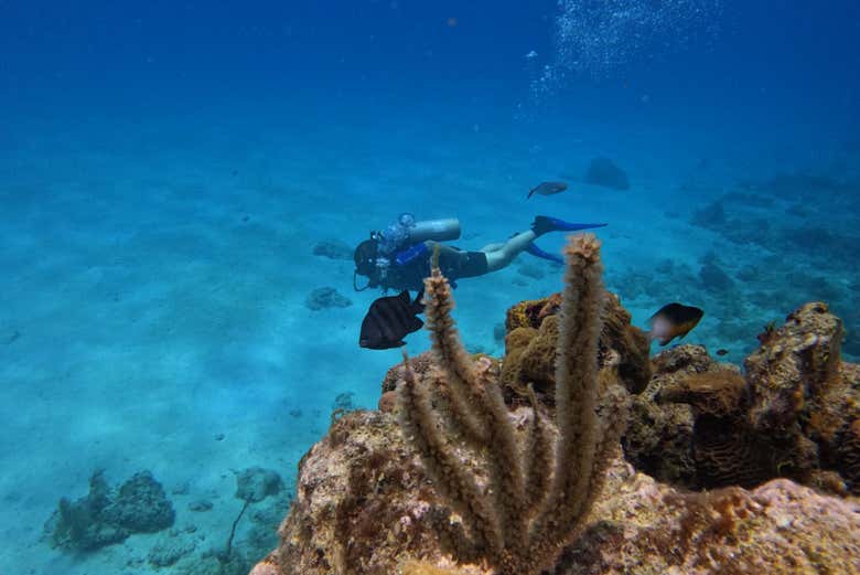 Buceo en la isla de San Andrés - Buceo en la isla de San Andrés