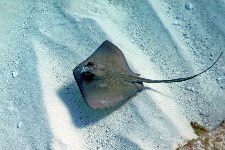 A manta ray in the waters of San Andres
