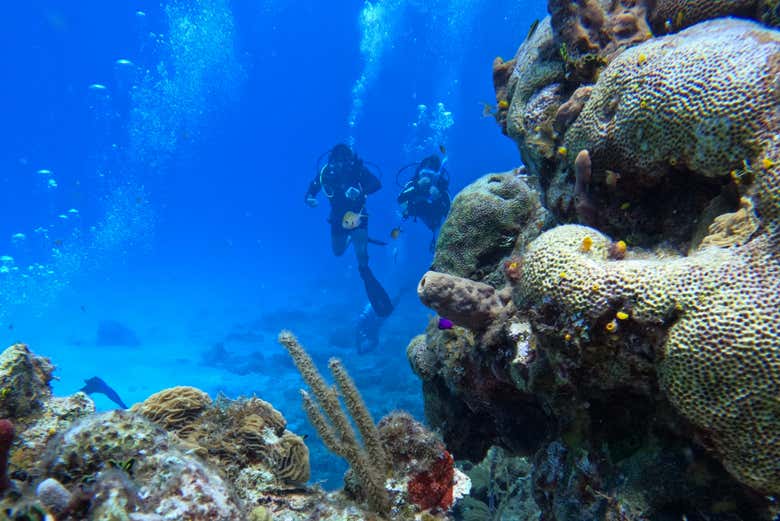 Buceando rodeado de peces en San Andrés - Buceando rodeado de peces en San Andrés