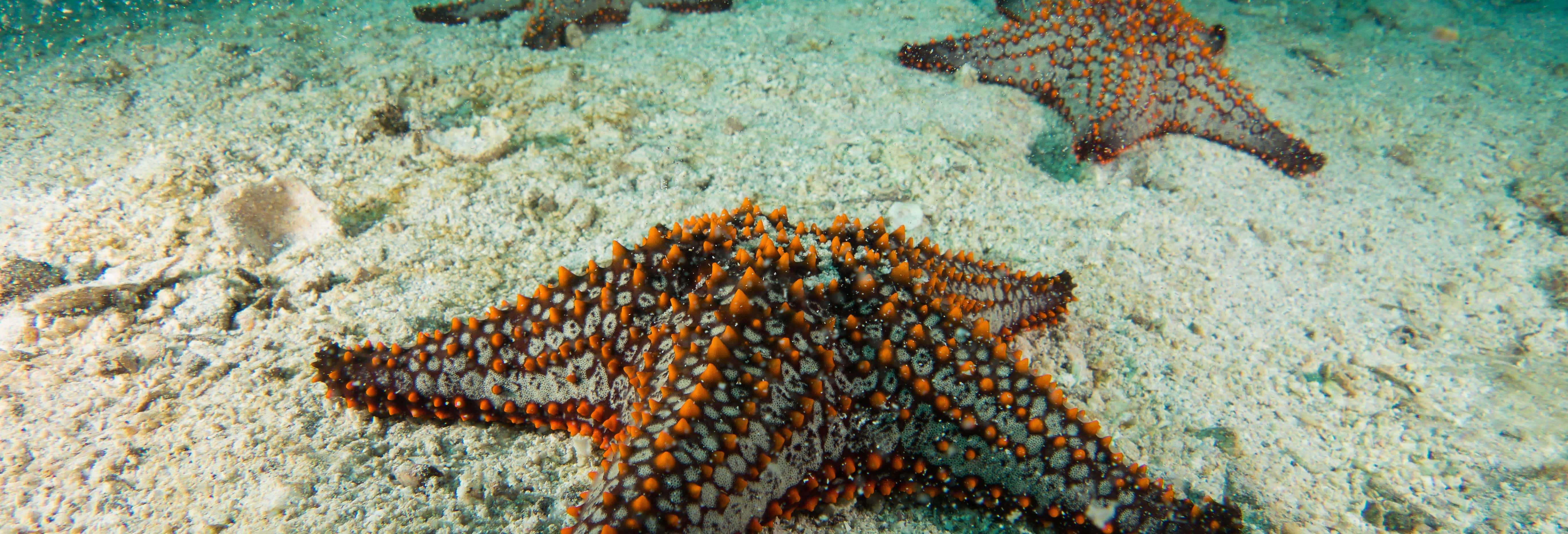 Seawalking a San Andrés
