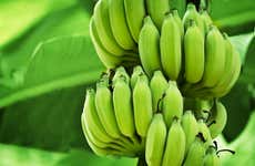 Escursione a Zona Bananera