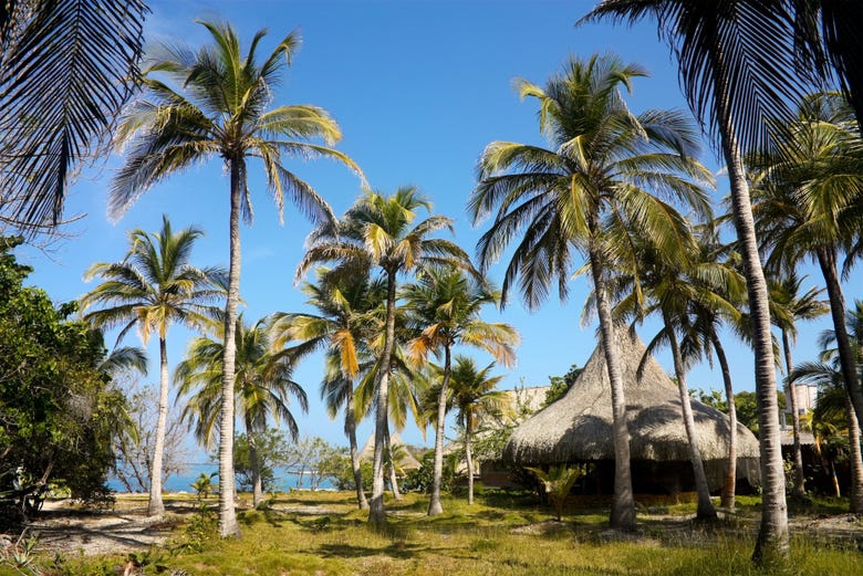 Bosque de palmeras en las islas